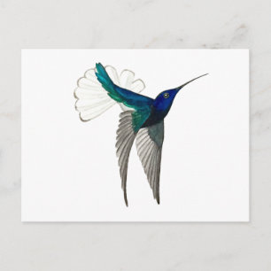 Postal Colibrí Jacobino de cuello blanco