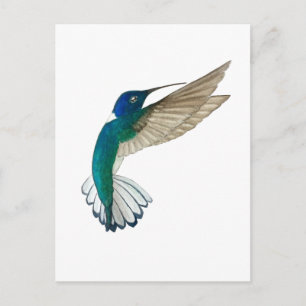 Postal Colibrí Jacobino de cuello blanco