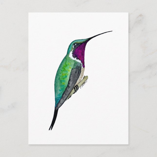 Postal Colibrí Lucifer (Anverso)