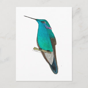 Postal Colibrí Mexicano de Oreja Violeta