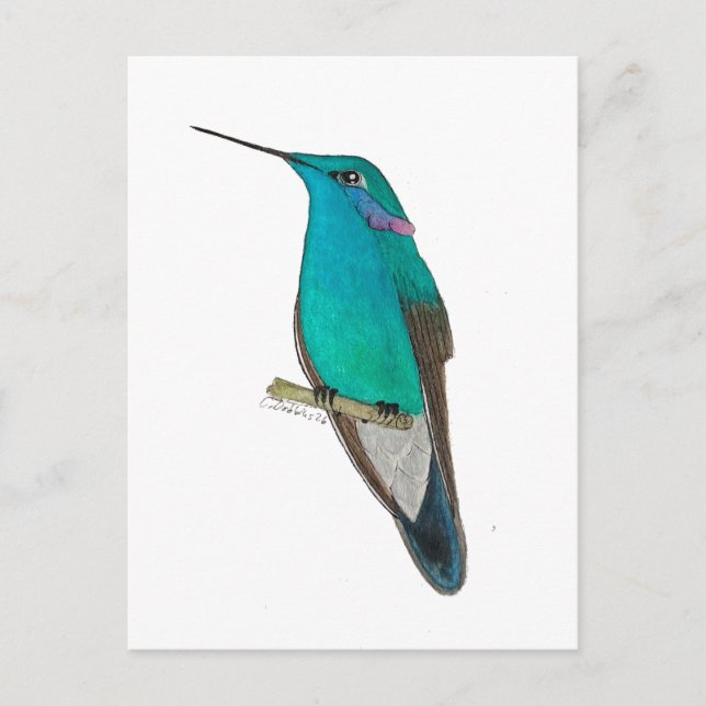 Postal Colibrí Mexicano de Oreja Violeta (Anverso)