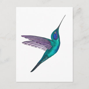 Postal Colibrí Mexicano Violetear