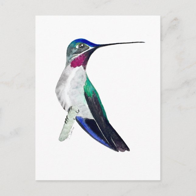 Postal Colibrí Picolargo  (Anverso)