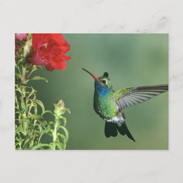 Postal Colibrí piquiancho macho (Anverso)