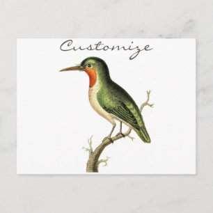 Postal Colibrí Posado Thunder_Cove