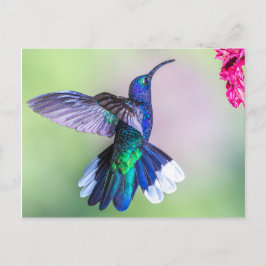 Postal Colibrí púrpura en una elegante posada