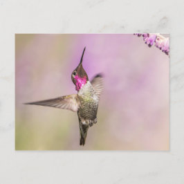 Postal Colibrí rosa posando en vuelo