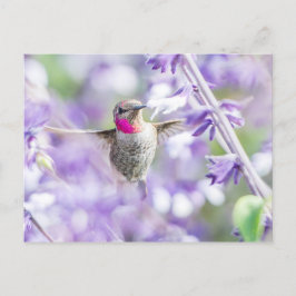 Postal Colibrí rosa volando en morado
