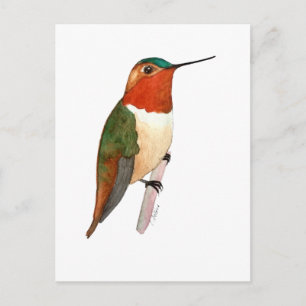 Postal Colibrí rufo