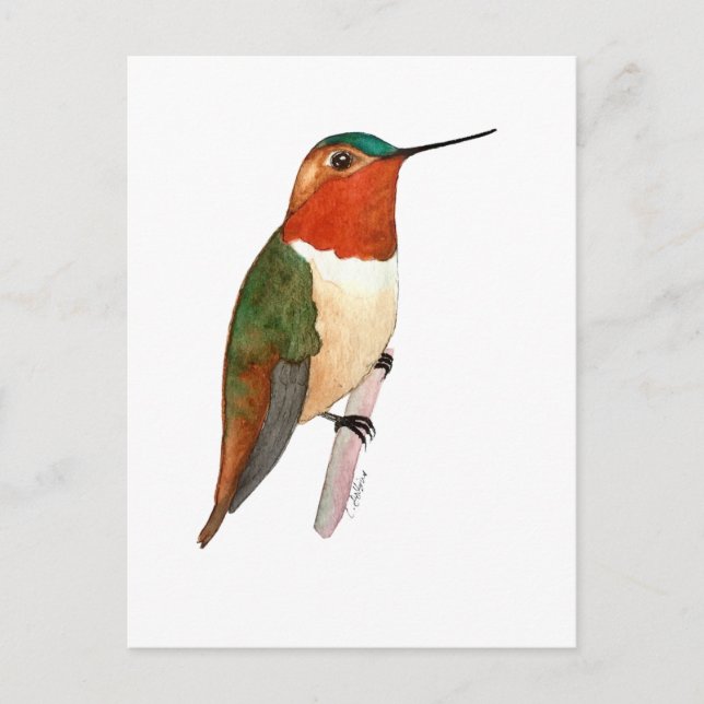 Postal Colibrí rufo (Anverso)