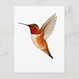 Postal Colibrí Rufo