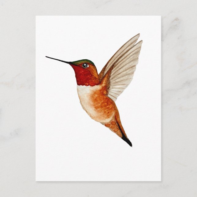 Postal Colibrí Rufo (Anverso)