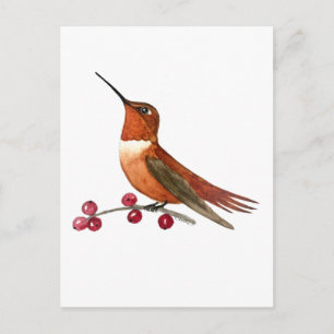 Postal Colibrí rufo