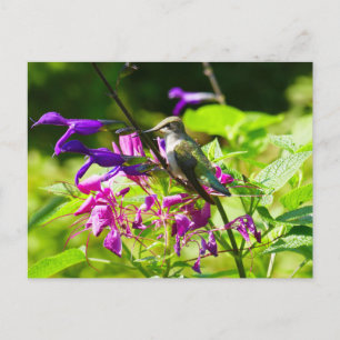 Postal Colibrí sobre Menta de Colibrí Naturaleza Colorida