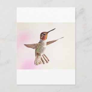 Postal Colibrí sobre rosa