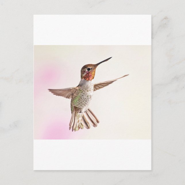 Postal Colibrí sobre rosa (Anverso)