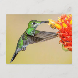 Postal Colibrí verde y abeja