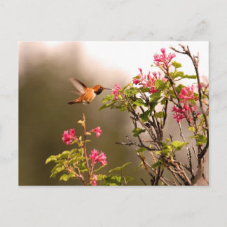 Postal Colibrí y flores