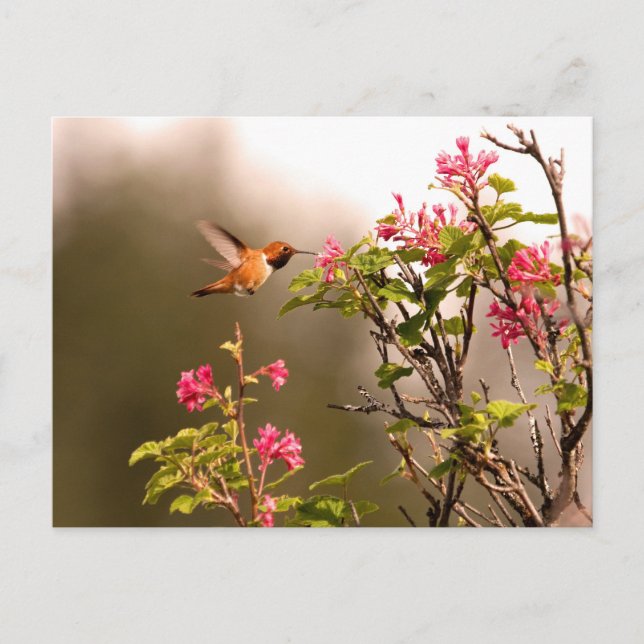 Postal Colibrí y flores (Anverso)