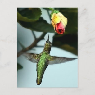 Postal Colibrí Y Rosa Amarillo