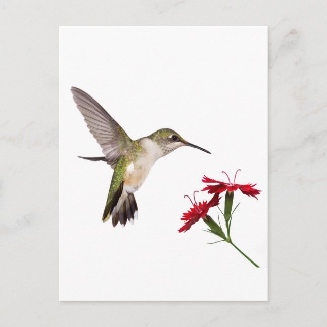 Postal Colibrí y un Dianthus Rojo (Anverso)
