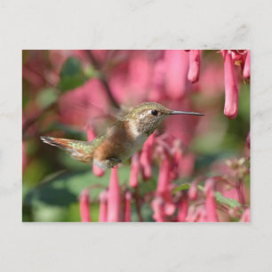 Postal Colibri Zumbador Dominicana