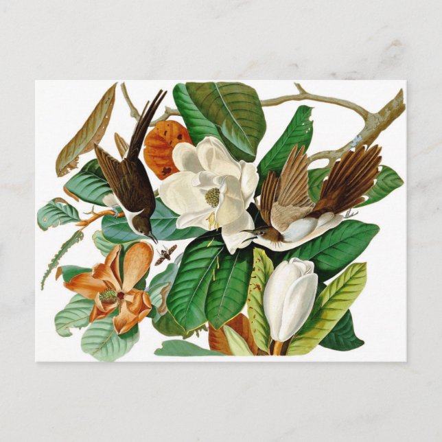 Postal Colibríes (Anverso)