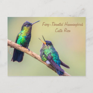 Postal Colibríes