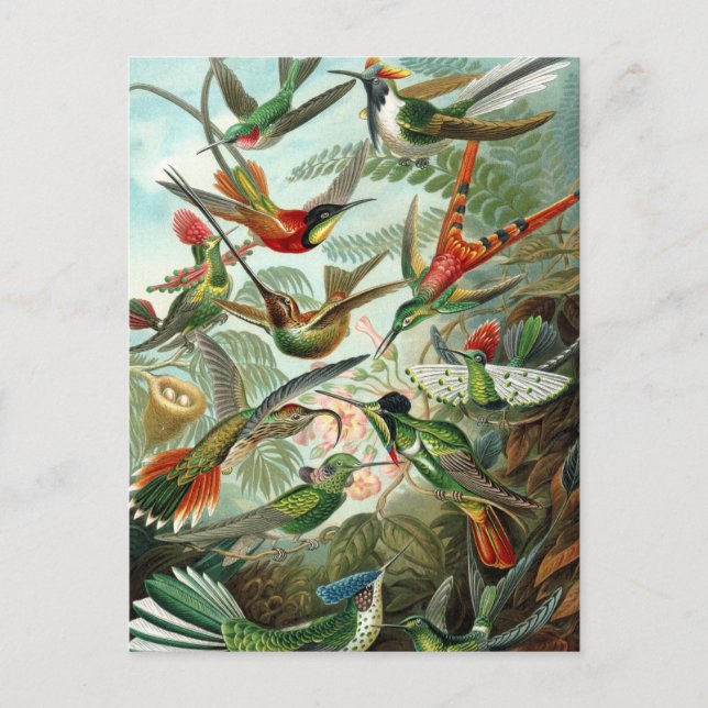 Postal Colibríes de Ernst Haeckel, aves vitícolas (Anverso)