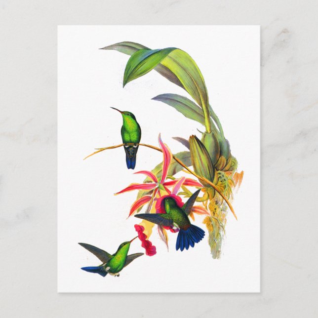 Postal Colibríes de Juan Gould con las orquídeas rosadas (Anverso)