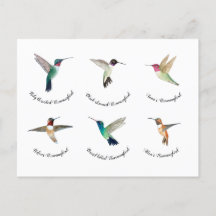 Colibríes de Norteamérica