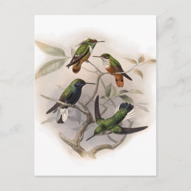 Postal Colibríes en vuelo (Anverso)