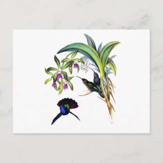 Postal Colibríes hermosos y orquídeas púrpuras