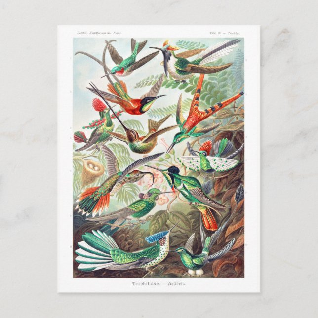 Postal Colibríes Trochilidae Kolibris de Ernst Haeckel (Anverso)