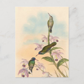 Postal Colibríes y orquídeas de Gould