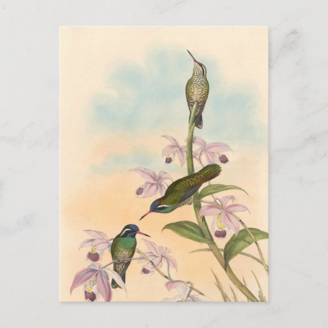 Postal Colibríes y orquídeas de Gould (Anverso)