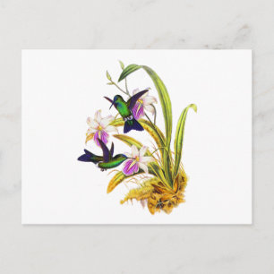 Postal Colibríes y orquídeas púrpuras