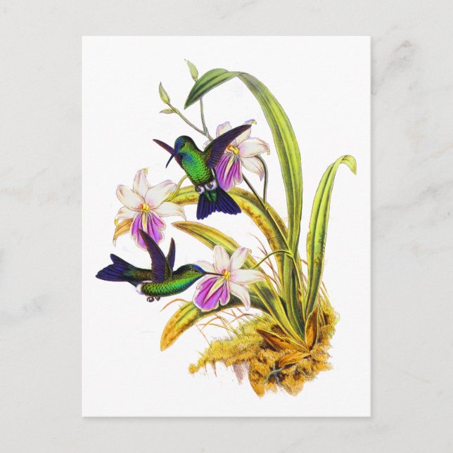 Postal Colibríes y orquídeas púrpuras (Anverso)