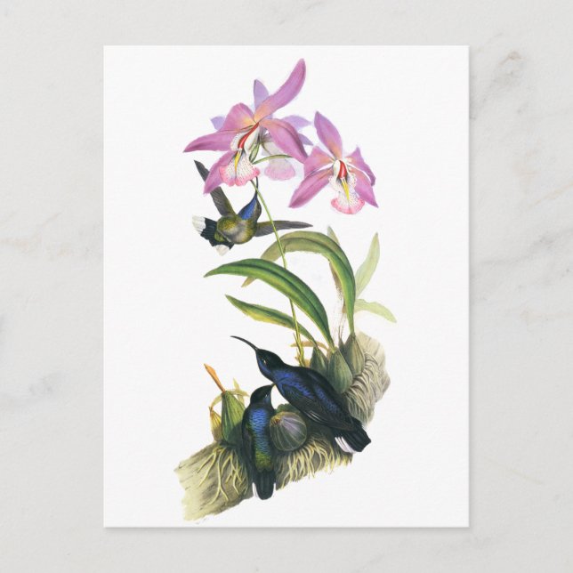 Postal Colibríes y orquídeas rosadas (Anverso)
