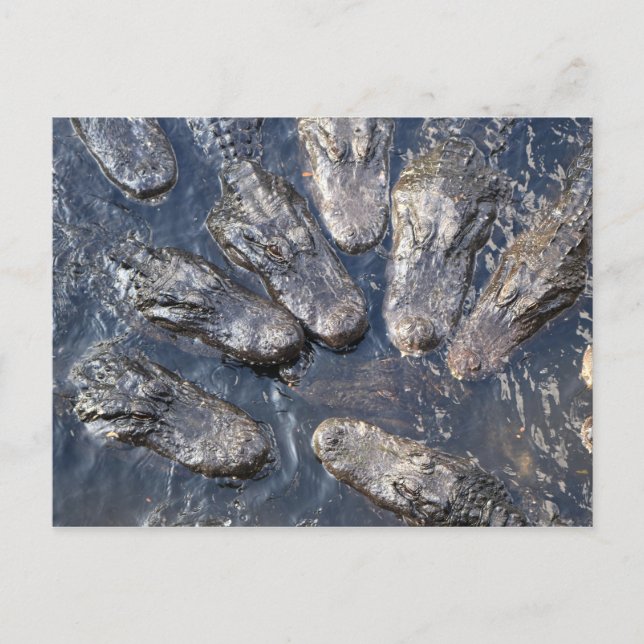 Postal Coligadores #5 (Anverso)