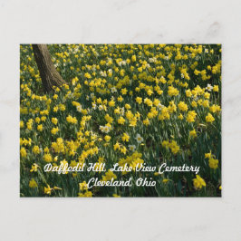 Postal Colina Daffodil - Flores amarillas y blancas ilumi