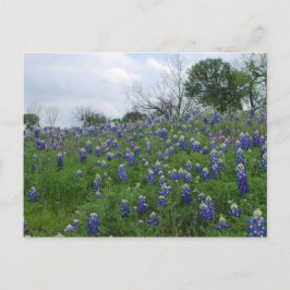 Postal Colina del Bluebonnet