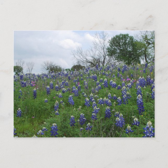 Postal Colina del Bluebonnet (Anverso)