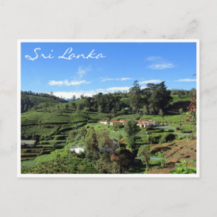 Postal colinas de té