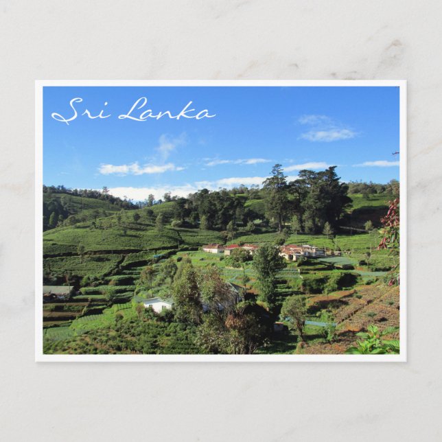 Postal colinas de té (Anverso)