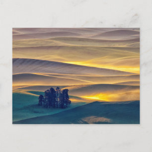 Postal Colinas rodando de trigo al amanecer  WA