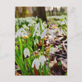 Postal Colirio de nieve