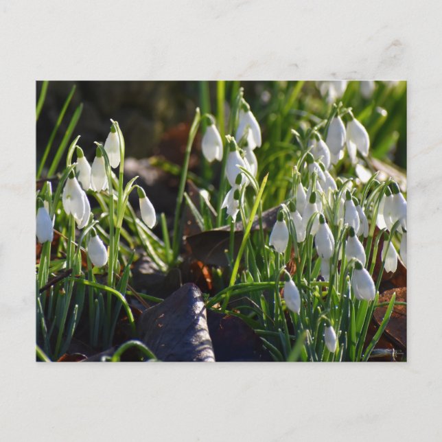 Postal Colirio de nieve (Anverso)