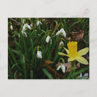 Postal Colirio y floral de primavera de Daffodil