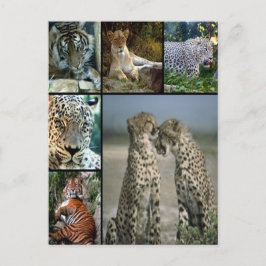 Postal Collage de Big Cat